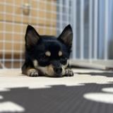 らむね動物相談