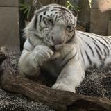 りょibuuuuuu1227