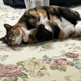 Subasann
