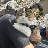 chima_tsumu