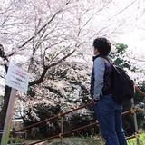 よざかずき