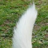 シッポ