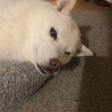 こはるもち