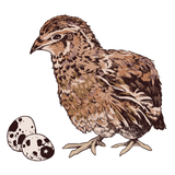 鶉（ウズラ）