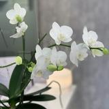 美容カウンセラーT