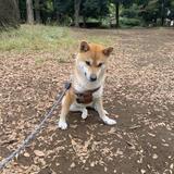さとしとし