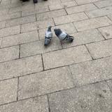 アスターさん