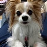 かずのしんです