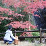 占いプログラマDeguchi