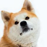 kamidachi