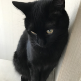 猫にゃ