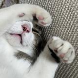 ニャン太ろう