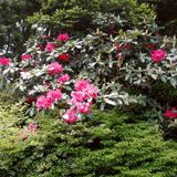 Sora_5564