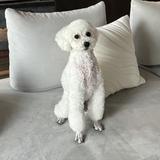 ガチャピノ