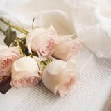 Studio Rose