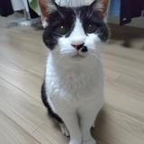 ゴロゴロ猫