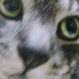 sababou