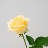 pleasantnoon