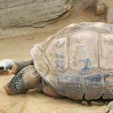 ふらんぷらん