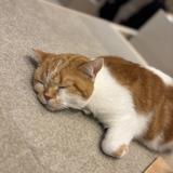 ハチワレ猫のタマ