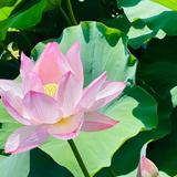 主婦歴39年よしこママ