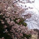 プロ家庭教師