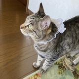 こじかねこ