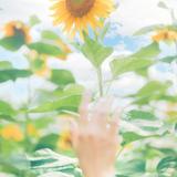 夕陽　