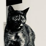 chocotora
