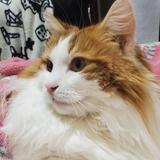 Yアヤカ