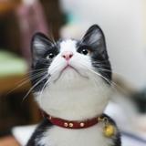 白井 あん