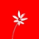 Cima6_