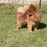 集計人