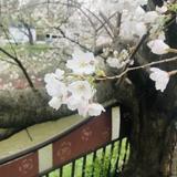 櫻千冬