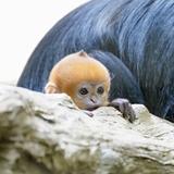 はたこ777