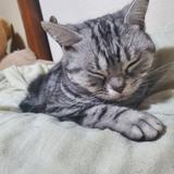 記録の人