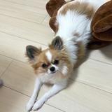 【LINEスタンプ】ステラの飼い主