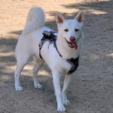 Yo‐da_テキスト