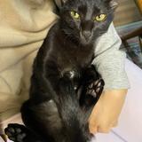 いぬねこすき