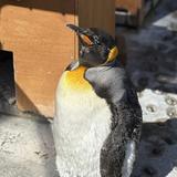 たぁたぁーさん