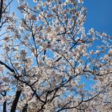 miyamaeri
