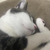 にゃるてな