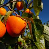 Persimmon Program