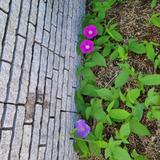 にゃにゃりーん