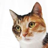 Optimistic Cat