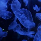 NeNe_ネネ