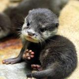 きなこたん