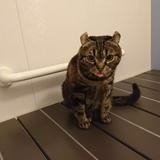 ゆみちょろ