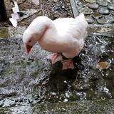 うかや