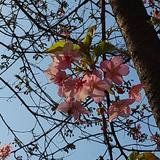 knknn（Wisteria Aid）